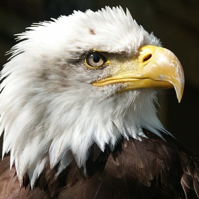 Eagle2