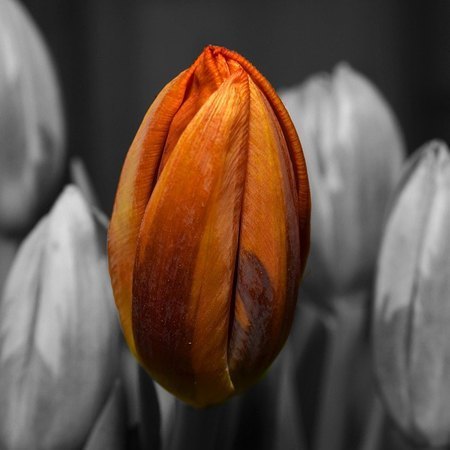 Orange Tulip