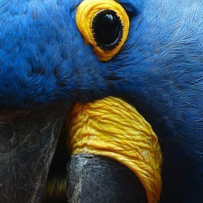 Parrot Eye
